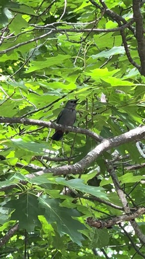 Catbird meowing