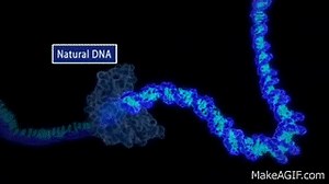 Single Molecule Real Time Sequencing - Pacific Biosciences on Make a GIF