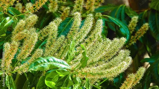 Prunus laurocerasus, also known as cherry laurel, common laurel and sometimes English laurel in North America, is an evergreen species of cherry, native to regions bordering Black Sea.