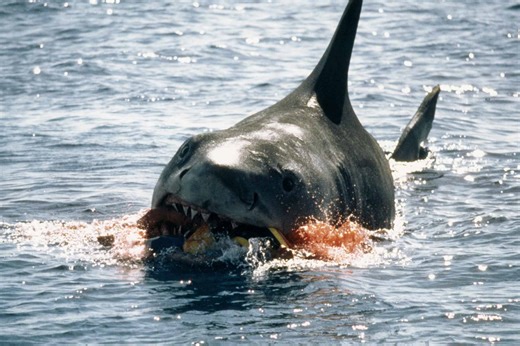 What to Do if You See (or Experience) a Shark Attack