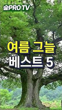 Top 5 Best Shade Trees for Summer #Zelkova #Hackberry #Magnolia