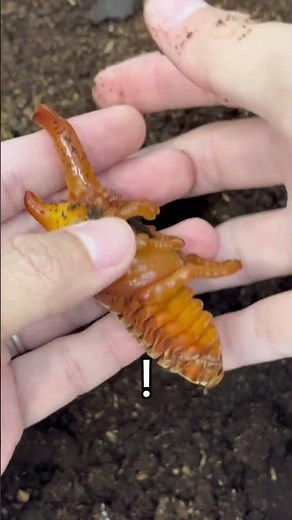 獨獨獨獨獨角仙！臺灣獨角仙開始化蛹，代表野生獨角仙也準備要慢慢出現啦！ #beetle #insects #獨角仙