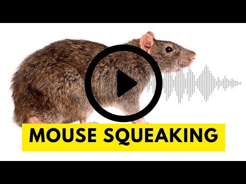 Mouse Sounds to Attract Mice Effectively | High Quality Audio