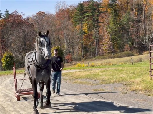 🐴✨ Training young horses is a beautiful journey! Here are some key points we keep in mind while shaping our future stars: 1️⃣ Building Relationships: Every horse is unique! We let them unfold at their own pace, creating bonds that matter. 💕 2️⃣ Establishing Trust & Boundaries: Clear communication is the name of the game. Trust is the groundwork for everything! ✨ 3️⃣ Teaching Basics: Strong foundations are built through simple commands. It’s all about building blocks! 🏗️ 4️⃣ Consistency is Key