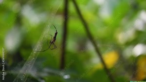 Large wood spider on a web in a tropical rainforest. Huge, scary looking spider runs across its web with amazing speed. Close up view of insect in Bali. Stock Video