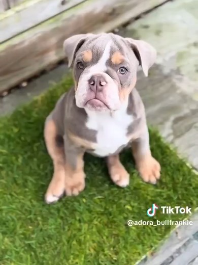 Piddle Patch: Perfect Solution for Puppy Potty Time