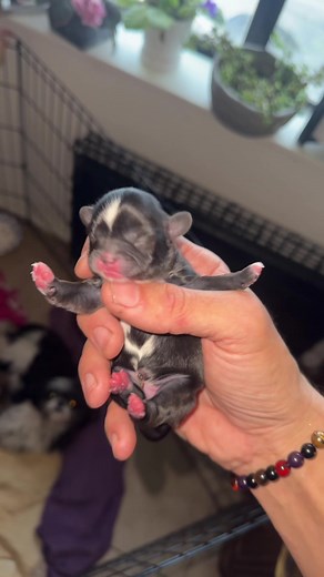 One day old #Shitzu puppies! So silky soft #newborn #puppy #dogsoftiktok