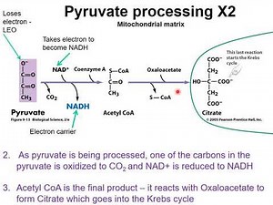 Pyruvate processing