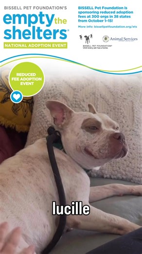 Today is the start of Empty the Shelters! 🐾 These pups had 0 clicks last week on adopt-a-pet and could use some extra love and attention. ❤️ Adult Cats & Kittens: $65 Adult Dogs & Puppies: $55 Senior Dogs & Senior/Barn Cats: $10 Thanks to @bissellpets & @cathy_bissell , we will have reduced adoption fees from October 1st–15th at the Guilford County Animal Resource Center (980 Guilford College Rd., Greensboro, NC). We are open from 12pm to 4pm, every day except for Tuesdays with no appointment n