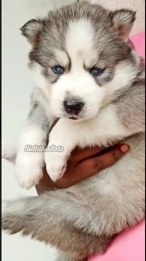 Husky Puppy Dogs in Different Colour Shades #shorts #pets #dog