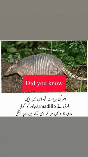 Discovering the Green Armadillo in Its Natural Habitat