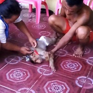 146K views · 2.7K reactions | Not easy baby! So hard for help washing for his big monkey for got clean cos she very strong try hard moving. | Vlog Monkey | Facebook