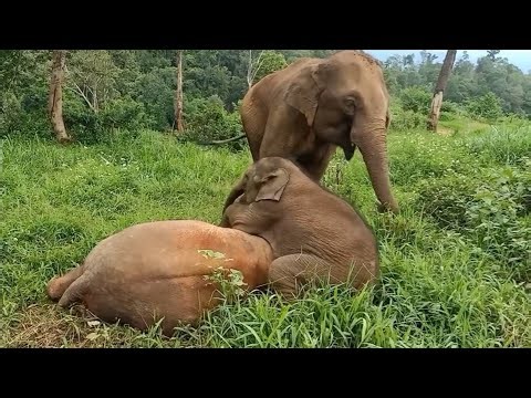 Try Not To Laugh! A Cute Naughty Baby Elephant Teasing Her Big Sister!