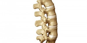 Processo transverso: Definição e anatomia (patologias)