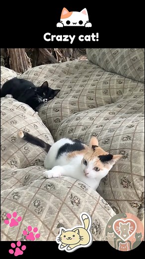 Crazy cat! #catlover 😂🐾🥰🐱 | I Love my Cats