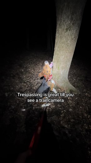 Bedwards Kennels🦝🌲 (@bedwardskennels)’s videos with original sound - audis4me