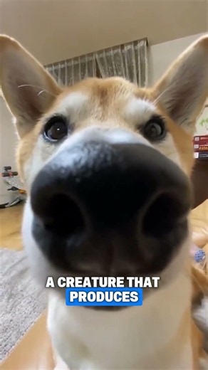 Why Dogs Have Wet Noses #dog #dogs