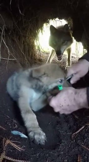 Hands Prying Plastic in a Tight Forest Den