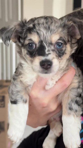 Adorable Isabella Buscemi Inspired Fluffy Creature Tutorial