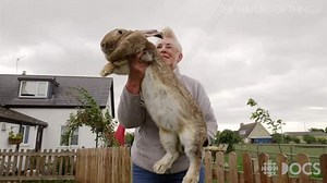 Meet the world's biggest bunnies: Remarkable Rabbits