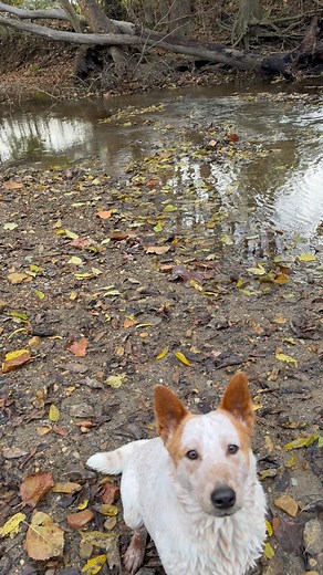 Part 2 of the pocket protector… Probably not for everyone, but it might benefit someone. | Coyote Academy