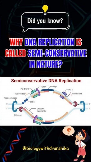 Half old, half new — that’s why DNA replication is semi-conservative! 🧬😉 #replication #dna