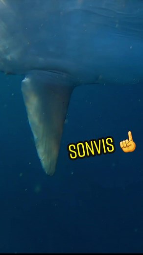 Sunfish in Knysna. Luckiest day Deep Sea Fishing with Mandla and Marcus #Knysna #visvang #PremiereRush