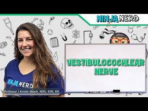 Vestibulocochlear Nerve