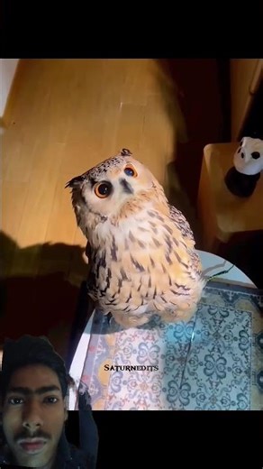 This women help sick OWL ❤️❤️#emotional #lover #viral #help #animals #ytshorts #subscribe