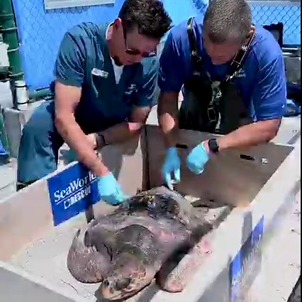 296K views · 3.4K reactions | Ruth is on the move  This sweet loggerhead turtle was returned to the Pacific Ocean following a 7-month recovery from cold stunning. Ruth was found along the Oregon coast emaciated, lethargic, and suffering from severe pneumonia, but thanks to our SeaWorld Rescue team and partners, she was rehabilitated and safely returned to warm waters. | SeaWorld San Diego | Facebook