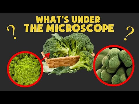 What is IT under the Microscope? 🧠 | COMMON Objects under MICROSCOPE Quiz