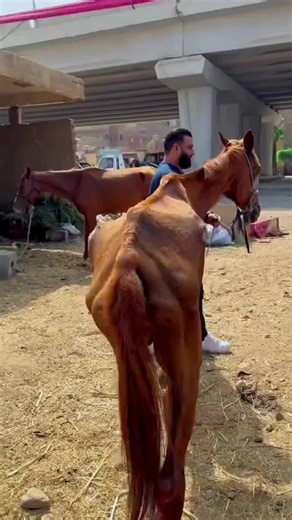 Incredibly Satisfying Horse Hoof Transformation
