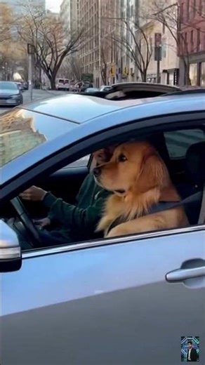 YO… IS THAT A DOG DRIVING A REAL CAR?! 🤯