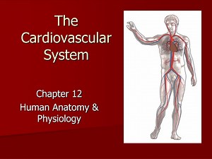 The Cardiovascular System - SlideServe