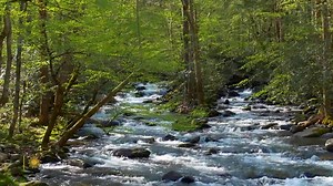 CBS News Sunday Morning:Nature: Great Smoky Mountains