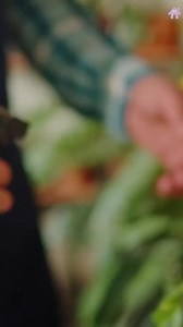 1K views · 14 reactions | How to water a succulent  More succulent care tips>> https://asucculent.com | Succulent Plant ID | Facebook