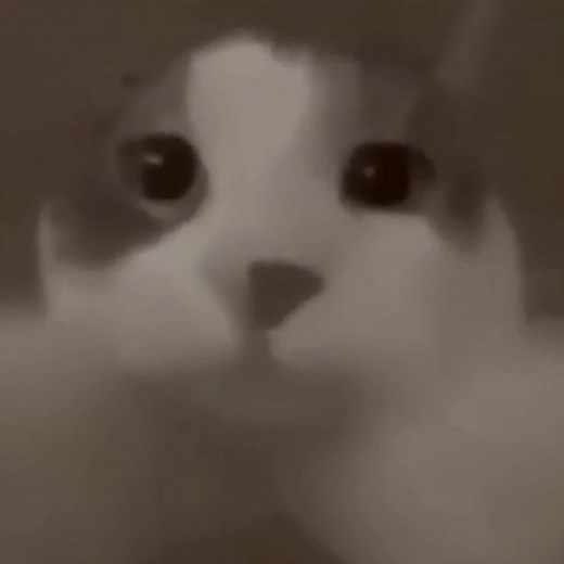 Silly Cats Compilation: Funny and Adorable Moments