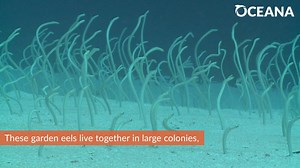 1.1K views · 84 reactions | This isn't your typical garden!    Learn more about these unsual little eels: https://bit.ly/43SSKeG | Oceana | Facebook