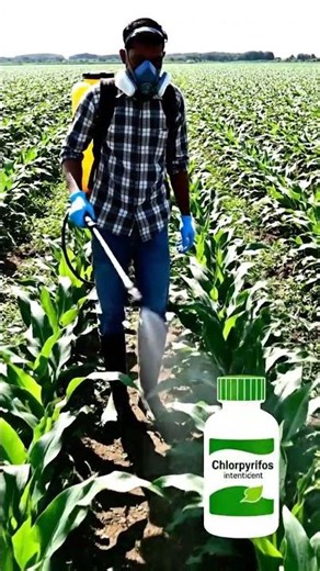 Lorsban Insecticide Explained Uses, Safety & Pest Control
