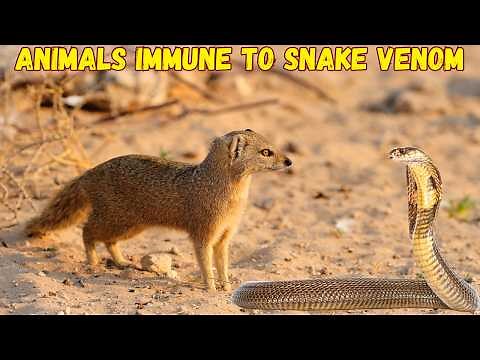 Animals Immune to Snake Venom: Nature’s Miracles!