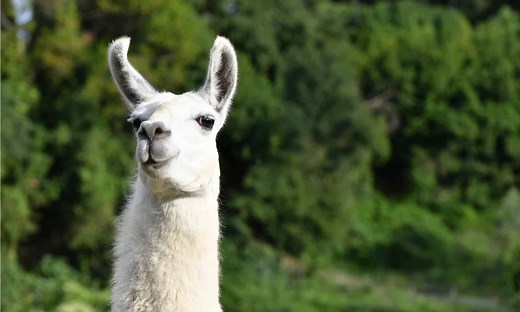 A Deep Dive into the World of Llamas and Alpacas: Differences You Need to Know