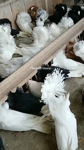 Beautiful jacobin pigeon #pigeon | Meahadi Hassan