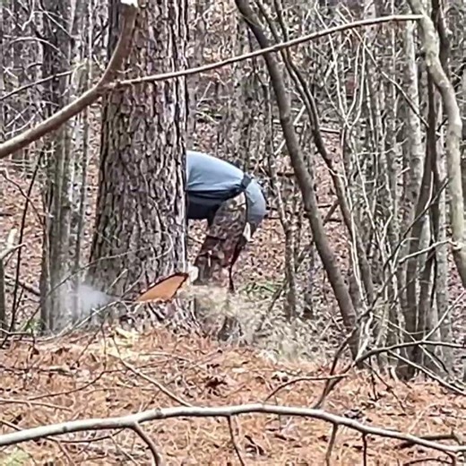 Pine milling hack that actually produces straight lumber #diy #timber