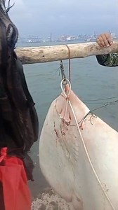 Pancaran | Ikan Liar Ngokop