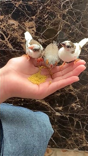 Humans living in harmony with nature; pets and children; Java sparrow; parrot; my niece's