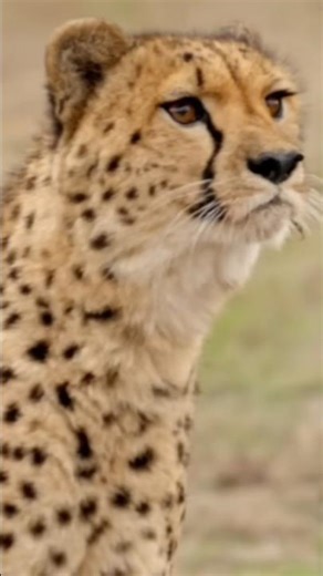 🏁 Drag Race: Formula E Car vs 🐆 Cheetah | Man vs Formula E Car #mrbeast #shorts #trending #viral