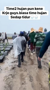 Krje mcm ni hourly je ade yang bayar satu jam $28/$30 tapi sejuk tngok mcm 2.cube rase dulu.yang pting jaga solat☝️ #reelsvideo #fblifestyle #farming | Khairul Aizzat