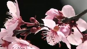 In this way the cherry blossoms (Sakura) bloom in 日本 🌸 | Japan Blossoms