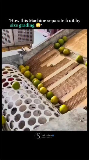 @sci.xplore on Instagram: "This high-speed automated machine uses precision rollers, smart sensors, and intelligent engineering to accurately separate fruits by size — small, medium, and large — in seconds. ✔️ Faster processing ✔️ Consistent grading ✔️ Reduced human error ✔️ Perfect for modern agriculture #AgriTech #FoodTech #Automation #SmartMachines #FruitGrading #Engineering #FutureTech #IndustrialAutomation #TechReels #MachineWork #Innovation #ModernFarming"