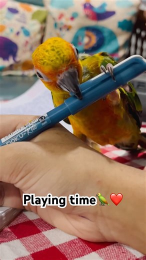 Sun Conure Play time❤️🦜 #birds #sunconure #parrot